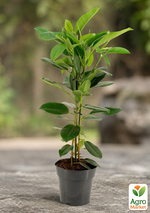 LMTD Фікус Мікрокарпа "Fuji" (висота 60-80см)