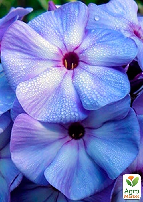 Флокс багаторічний "Blue Boy" 1шт в упаковці