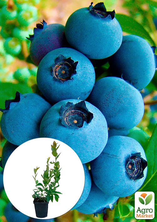 Лохина (чорниця садова) "Річка" (ранній термін дозрівання, один з найпопулярніших сортів)