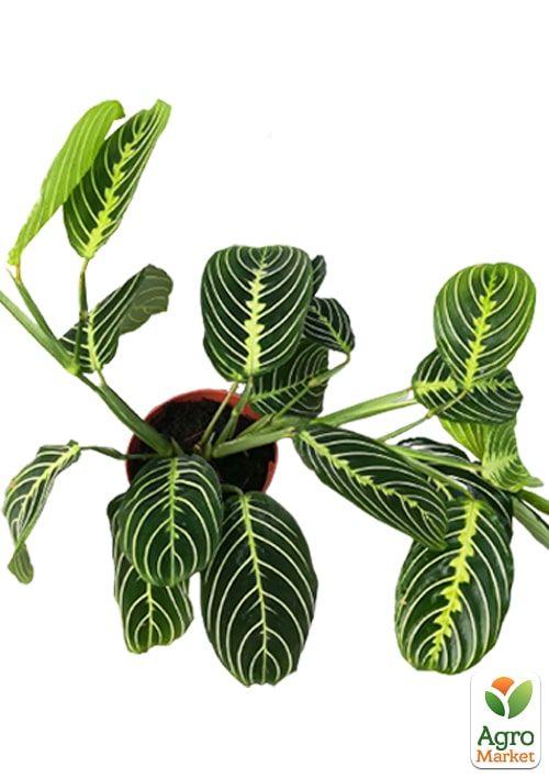 Маранта "White Streep" - фото 8