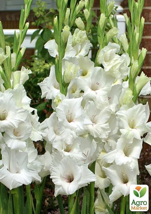 Гладіолус "White Prosperity" 3шт - фото 3