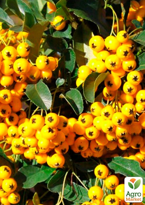 Пираканта (живая изгородь) "Soleil d`Or"  - фото 2