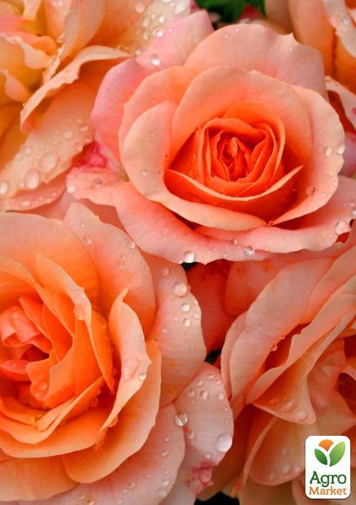 Роза в контейнере флорибунда "Aprikola" (саженец класса АА+) - фото 2