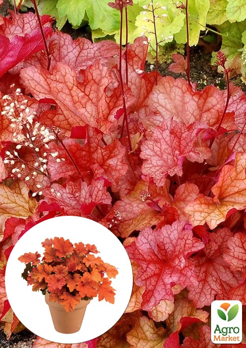 Гейхера (Heuchera) "Paprika" 
