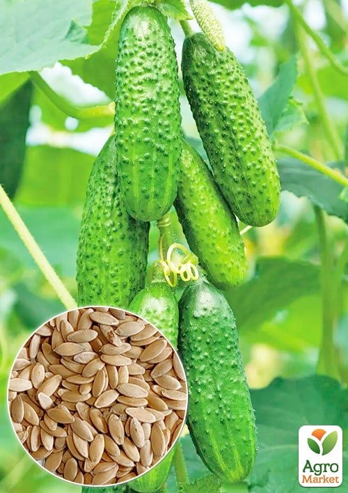 Огурец "Фаворит" ТМ "Весна" 0.5г