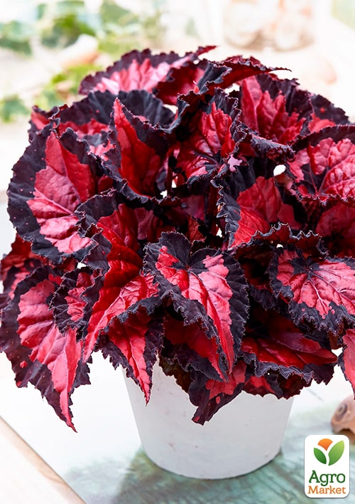 Бегония королевская REX "Inca Night" 20-30см - фото 6