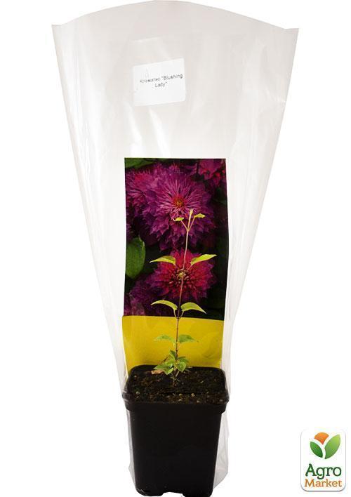 Клематис "Blushing Lady" - фото 7