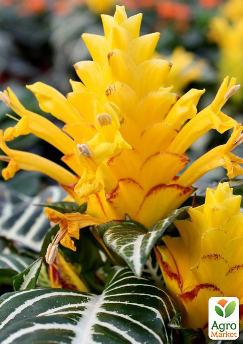 Афеландра "Dania" - фото 5