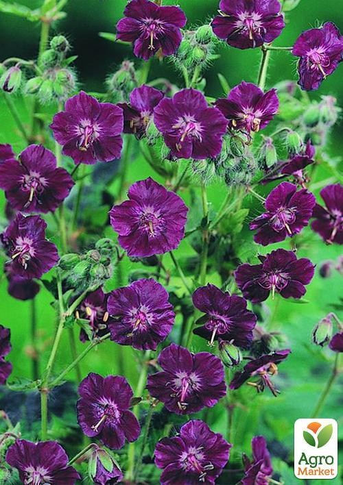 Герань ( Geranium ) многолетняя phaeum "Samobor"