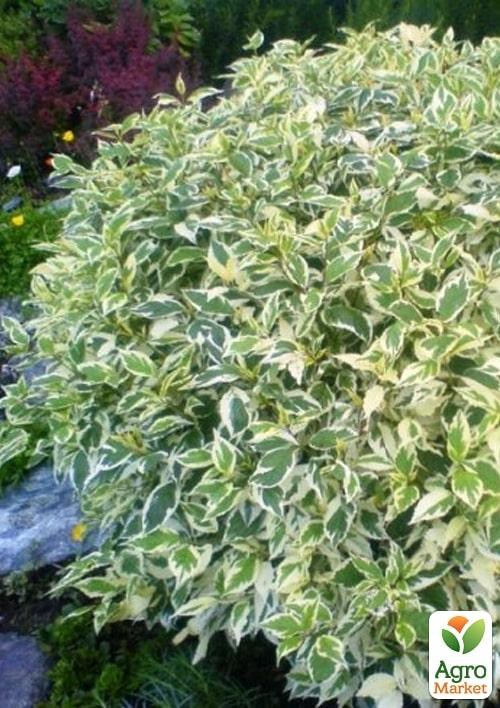 Дерен 3-х летний "Elegantissima" С5, высота 60-90см
