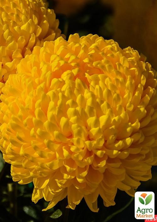 Хризантема срезочная "Creamist Yellow"