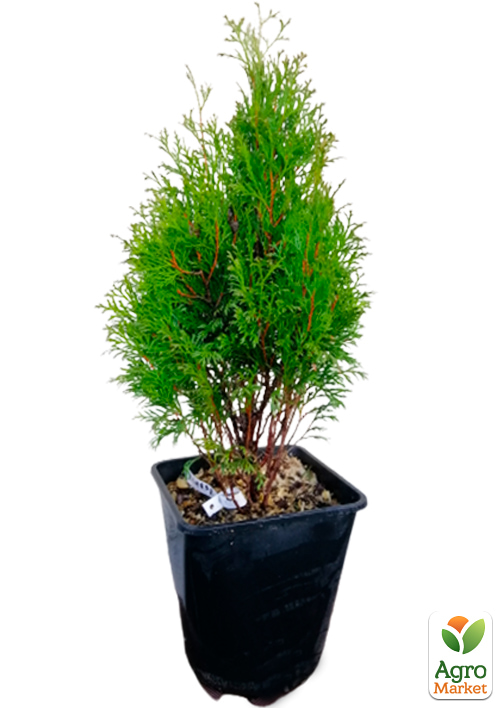 Туя складчатая "Kornik" С3, высота 50-60 см - фото 3