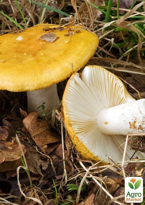 Сухой зерновой мицелий "Сыроежка охристая" 100г