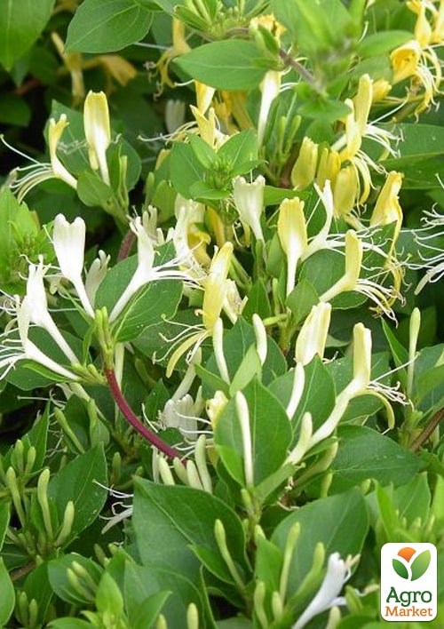 Жимолость "Halliana" (Декоративная, плетистая) - фото 4