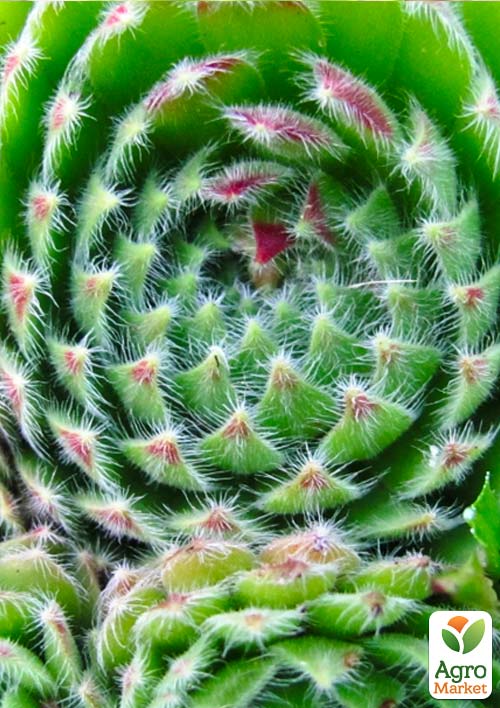 Молодило паутинистое "Corona" - фото 3