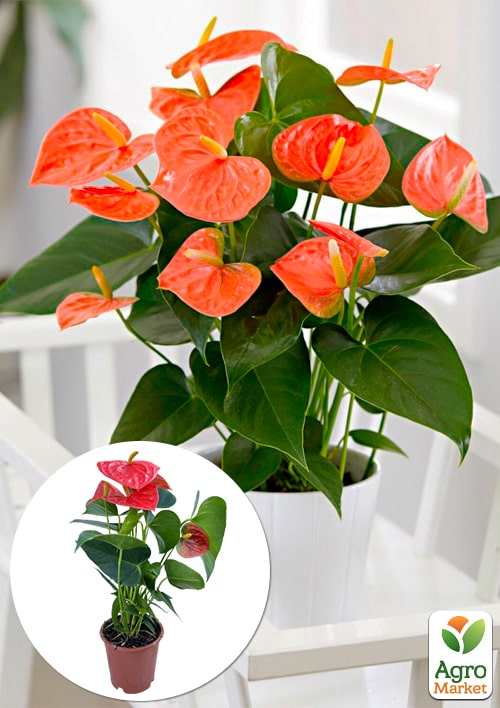 Антуриум (Anthurium) "Prince of Orange"