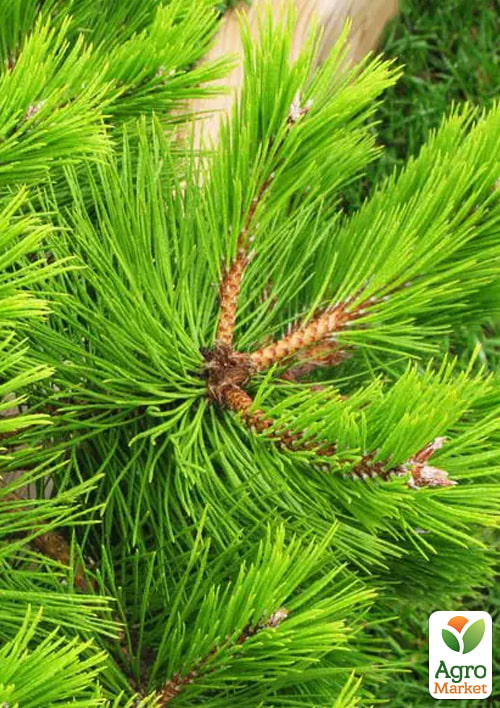 Сосна густоцветковая "Low Glow" (ком/сетка), диаметр 90-100см - фото 4