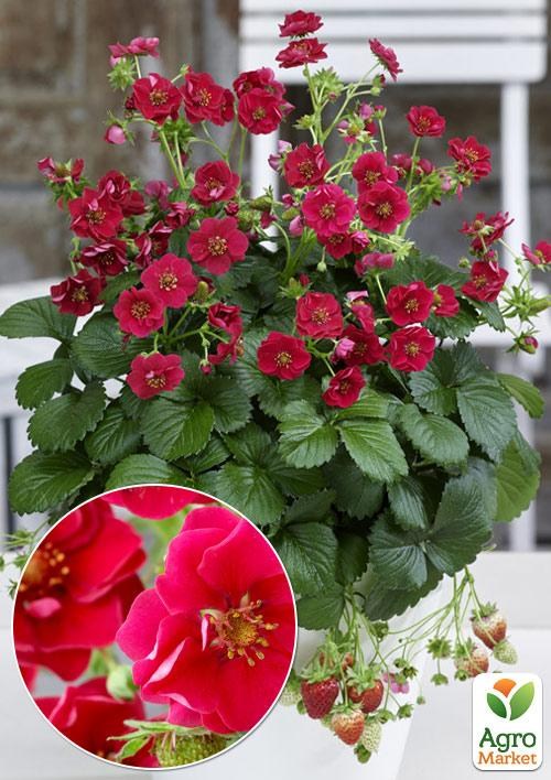Клубника Ампельная Махровоцветущая "Rose" (ремонтантный ранний сорт)