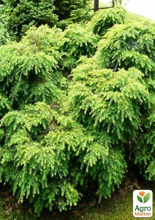 Тсуга Канадская "Jeddeloh" (контейнер Р9) - фото 4