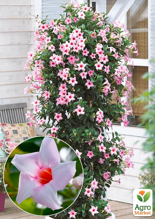 Дипладения (Mandevilla) "Classic Cream Pink" (цветущая лиана)