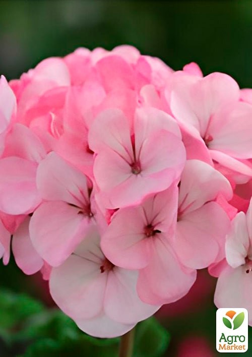 Пеларгонія зональна "Найт Еплблоссом F1" ТМ "Vesna Exclusive" 4шт