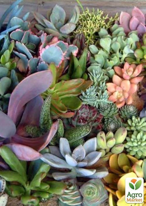 Суккуленты "Красочная смесь" ТМ "Vesna Exclusive" 10шт - фото 3
