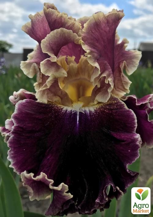 Ірис бородатий великоквітковий "Montmartre"