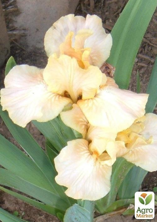 Ирис карликовый "Ballet Lesson" 1шт в упаковке - фото 2