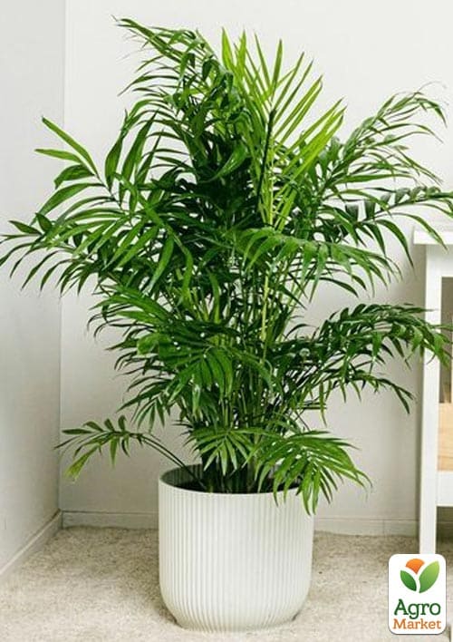 Пальма "Хамедорея" (зипер) ТМ "Весна" 3шт