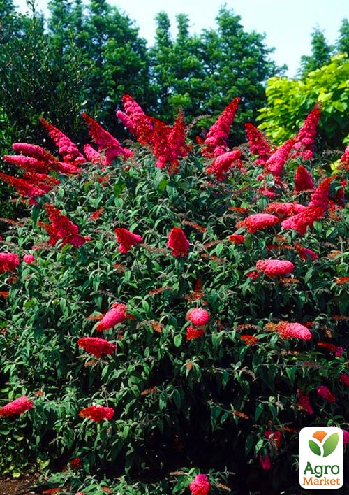 Буддлея Давида "Royal Red"