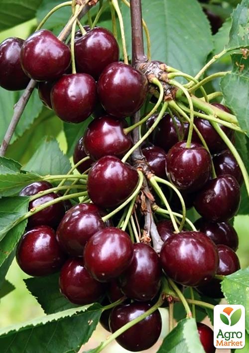 Вишня кустовая "Кармин Джуэл" 1 саженец в упаковке.