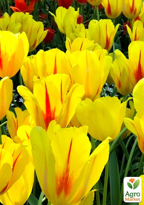 Тюльпан "Hocus Pocus" (размер 10/11 , крупный) 3шт в упаковке - фото 4