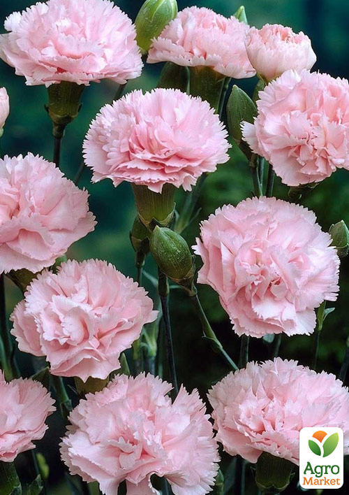 Гвоздика Махрова "Oscar Pink" (контейнер № 10, висота 10 см)