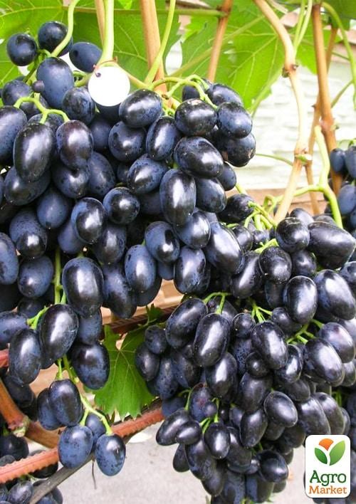 Виноград вегетирующий "Велика" 