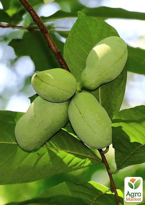 Азіміна трилоба "Бананове дерево" (перехресне запилення, вік саджанця 1 рік, садити по 2 шт) - фото 4