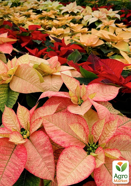 Пуансеттия "MIX" Уценка  (Рождественская Звезда)