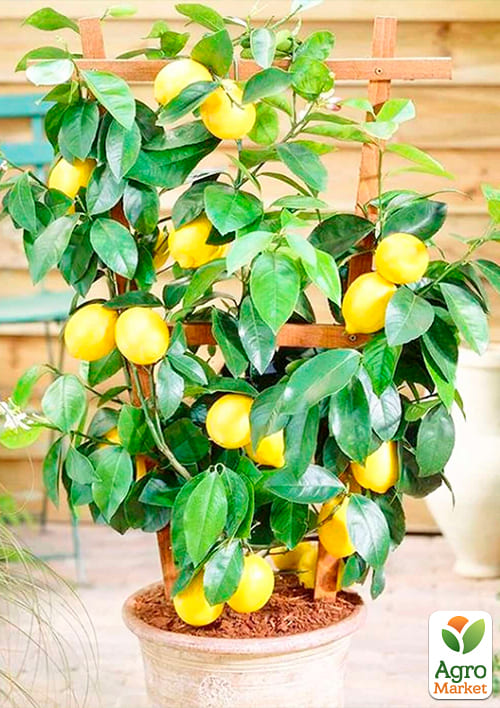 Лимон "Новогрузинский" - фото 5