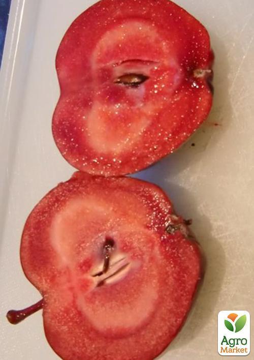 Эксклюзив! Яблоня красномясая "Редлов" (Redlov) (премиальный сочный сорт) - фото 5