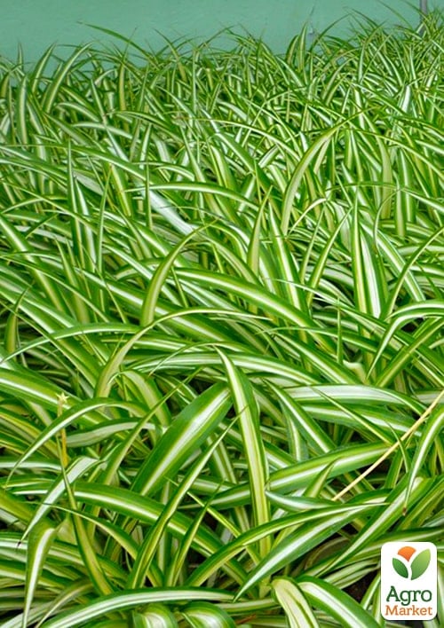 Хлорофитум Хохлатый - фото 3