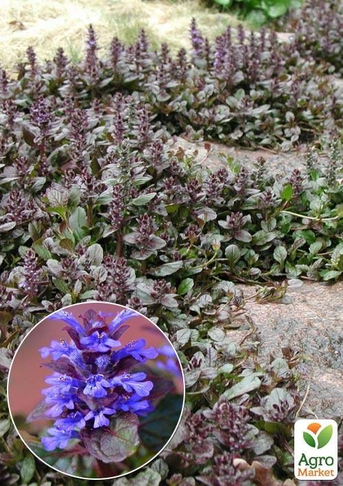 Живучка ползучая "Braun Herz" (эффектный, многолетний  мягкий ковер)