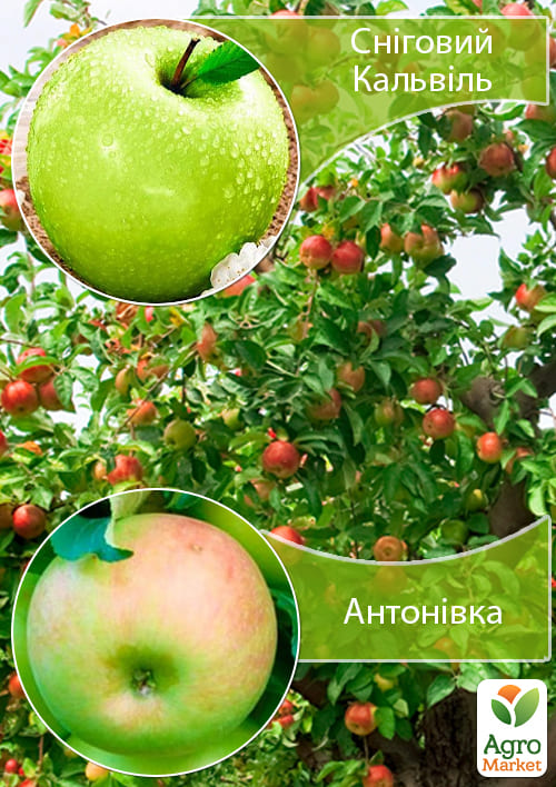 Дерево-сад Яблоня "Снежный Кальвиль+Антоновка" 
