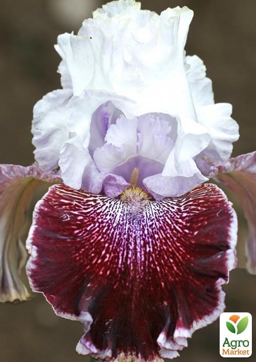 Ирис бородатый крупноцветковый "Liberal Bias"  