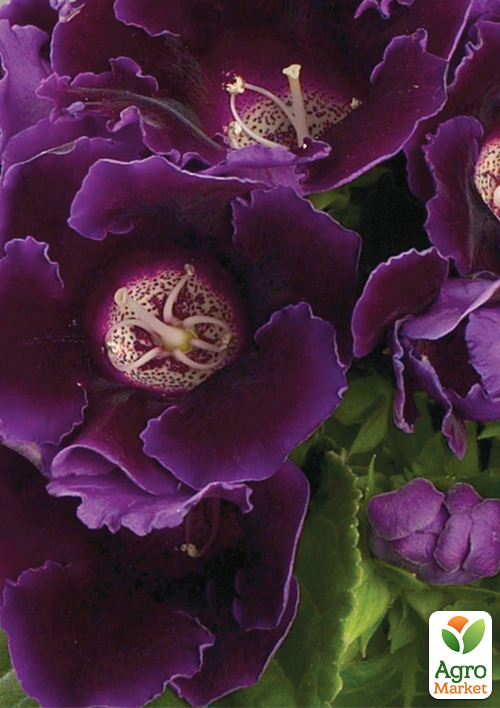 Глоксиния "Аванти F1" синяя ТМ "Профессиональные семена" дражже 100шт 