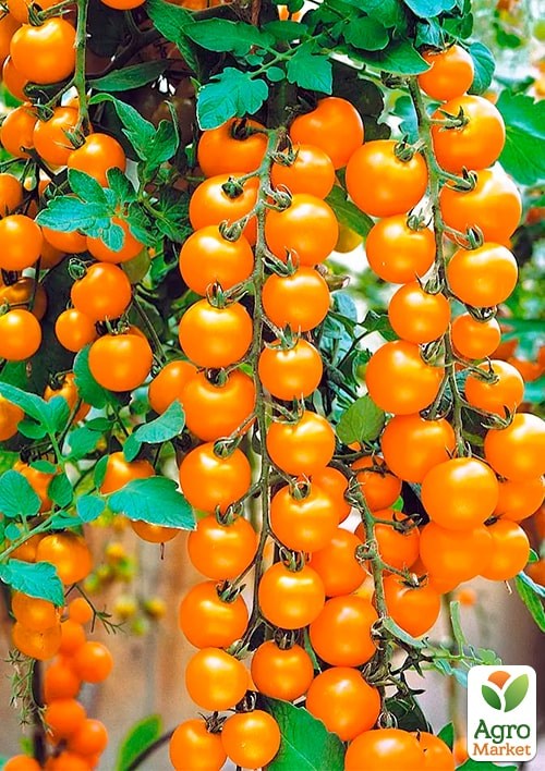 На развес Томат "Рапунцель" ТМ "Весна" цена за 1г - фото 2