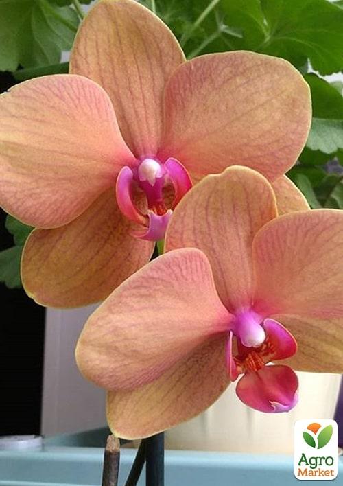Орхидея (Phalaenopsis) "Apricot" - фото 5