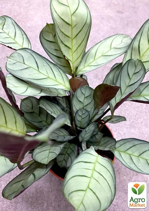 Калатея "Amagris" высота 35-45см - фото 5