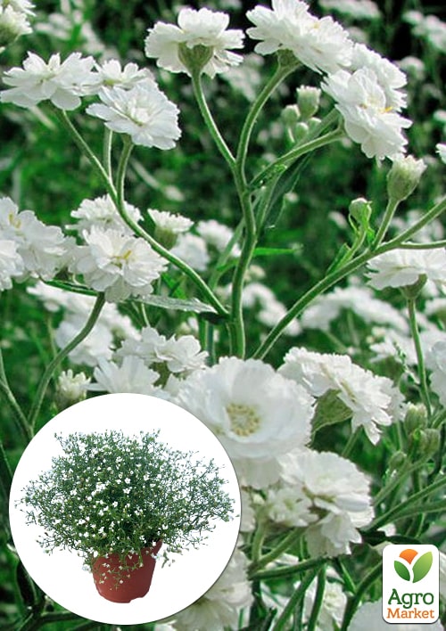 LMTD Гипсофила белая "Snow Flakes" высота 20-30см