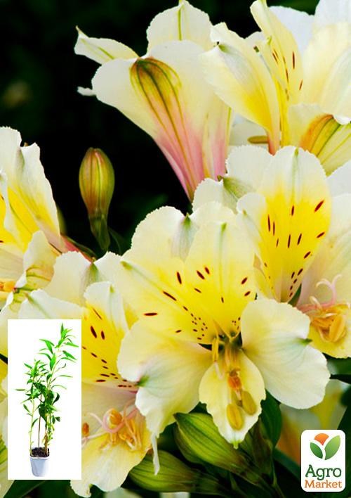 Альстромерия (перуанская лилия) "Summer Sky" С2 высота 30-60см