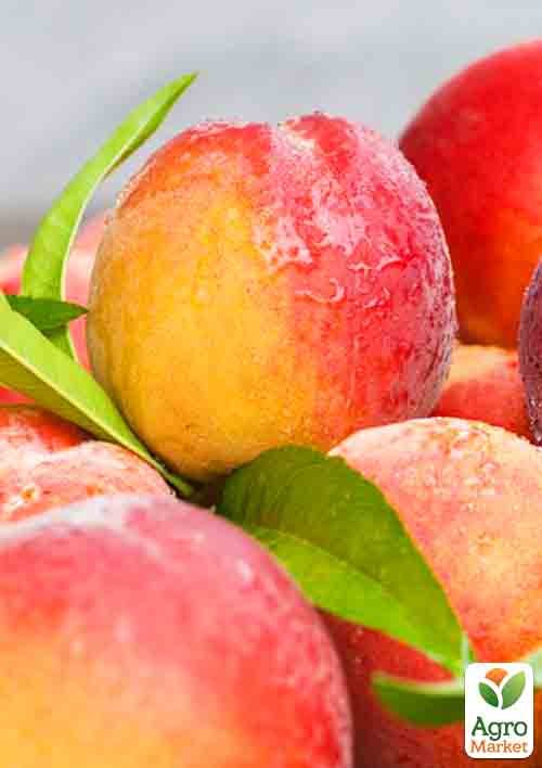 Нектарин "Супер Квин" (лысый персик, летний сорт, ранний срок созревания)