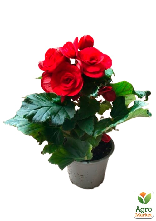 Бегония цветущая "Baladin" - фото 6